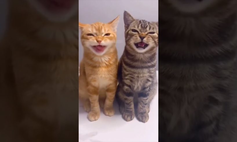 Cat funny sound | #tranding #shorts #youtubeshorts