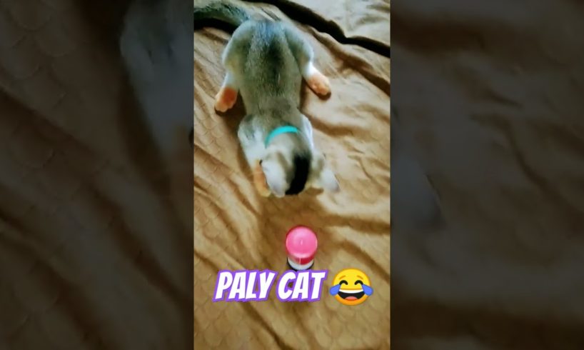 Cat play so cute 😍#shorts #funny #viral #catvideos #youtubeshorts #cats #animals #cute #best