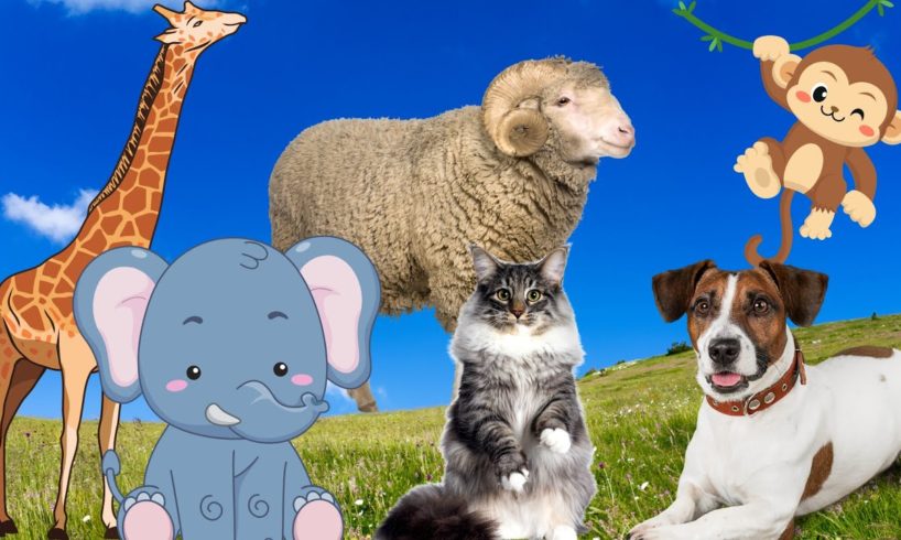 Cute Little Animals - Dog, Elephant, Sheep, Monkey, Cat - Animal Moments