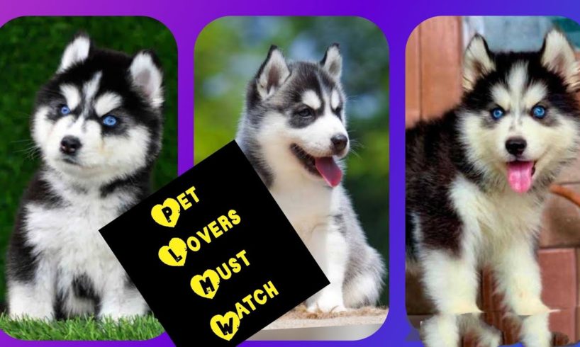 Cute Puppies 😍| Husky Dogs 🐶| Siberian Husky 🧡|| #shorts #trending  #funny  #viral #puppies