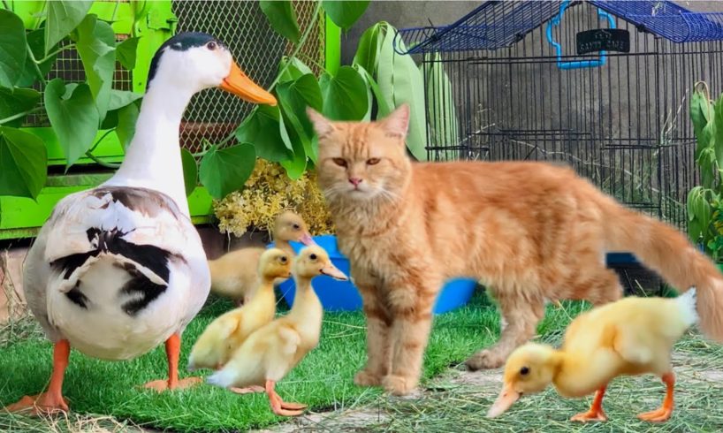 Cute and Adorable Animals playing Together!Duck,Ducklings,Cat