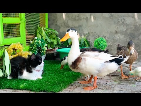 Cute and Adorable Animals playing Together!Ducks,Cat,Chicks