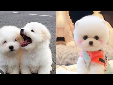 Cute puppies 😍 and Funny Dog Videos... 🐶fun and cute puppies #shots #funny