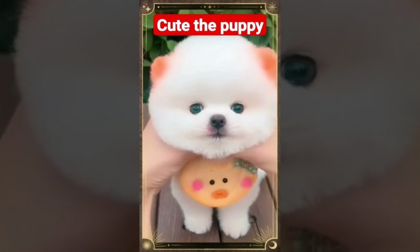 Cute puppy 🐶🐶🐶 🐕 🐕 🐕🐕 🐕