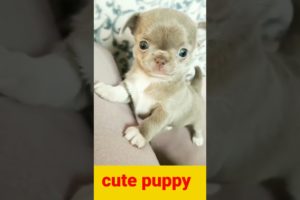 Cute puppy dog#9ktrending#viral#shorts