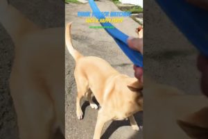 Cutest Labradors Ever! #puppy #labrador #dog #shorts #fyp