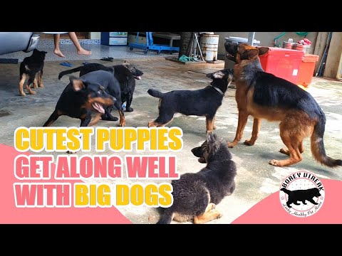 Cutest Puppies get along well with Big Dogs