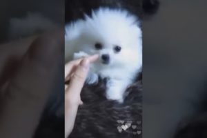 Cutest Puppy Pomeranian Licking  🐶🐶🐶 #puppies  #puppy  #dog  #cutedog  #foryou  #pets   #petlover