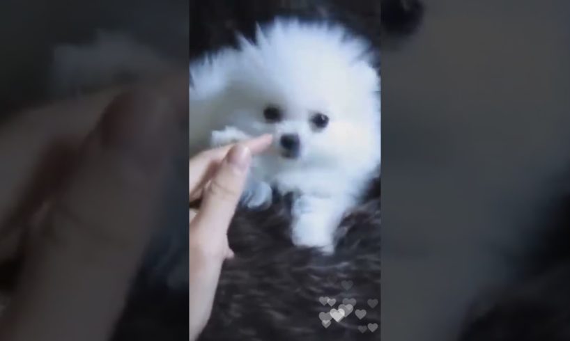 Cutest Puppy Pomeranian Licking  🐶🐶🐶 #puppies  #puppy  #dog  #cutedog  #foryou  #pets   #petlover