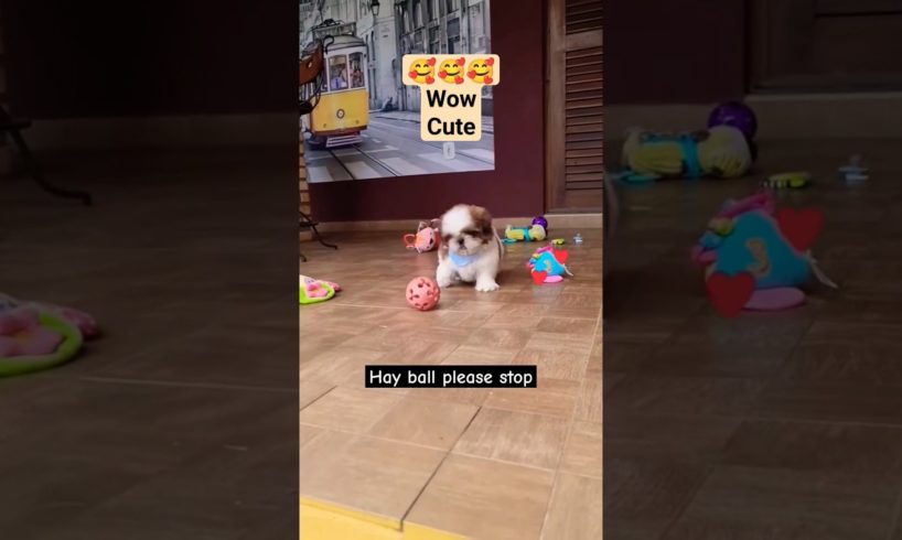 Cutest puppy playing with ball,love it#viral #shorts #short #youtubeshorts