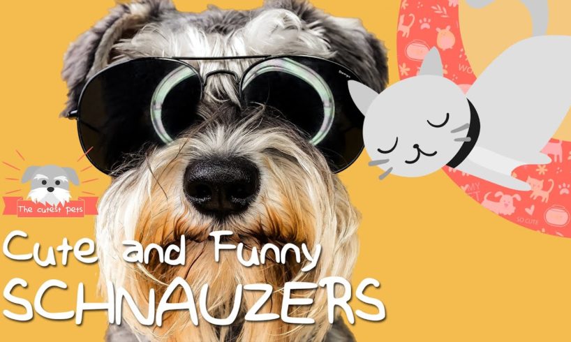 Cutest schnauzers puppies, the funniest pet animal! Compilation dogs vines, 2020