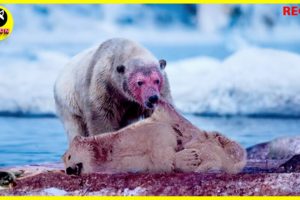 Deadliest Beast of the Arctic, Polar Bears Crushing Their Prey To Death | Animal Fights