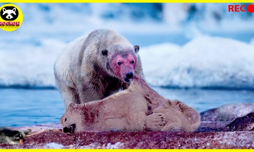 Deadliest Beast of the Arctic, Polar Bears Crushing Their Prey To Death | Animal Fights