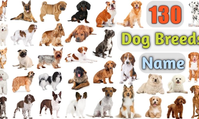 Dog Breeds Vocabulary ll 130 Dogs Breeds Names In English With Pictures ll 100 Popular Dogs