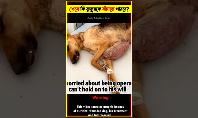 Emotional Story of Hopeless Dog 🐕 Rescue Video @Taj_is_Back #shorts #dog #rescue #animals #viral