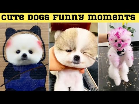 Funniest and cutest dogs 🐶 | Funny dog videos in Bengali#5