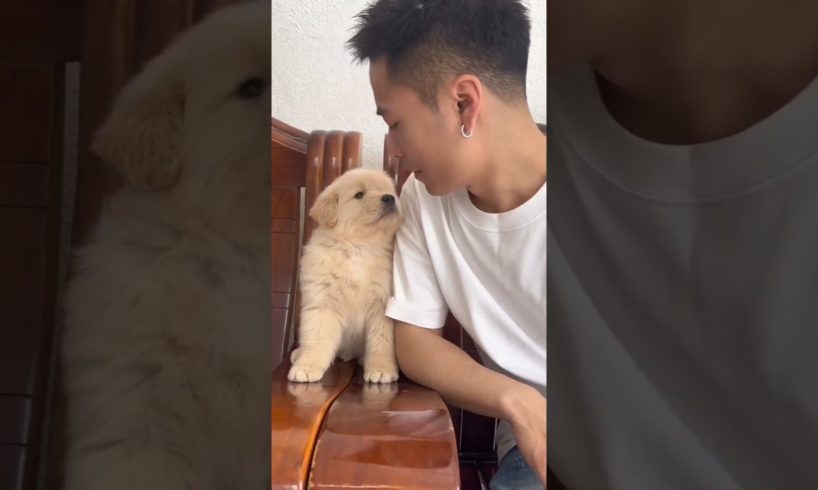 Golden Retriever Puppy Kisses!