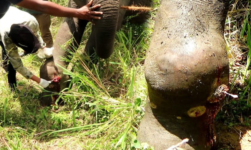 Heart wrenching! Treating poor Elephant suffering with agonizing abscess in the leg