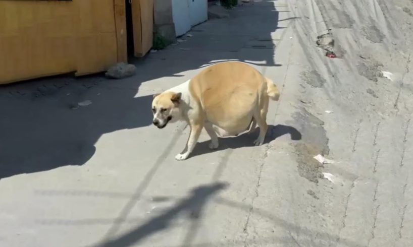 Heavy pregnant dog asking for help her puppies on the street, she gave everything for her babies!