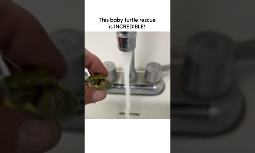 Hero Rescues Dehydrated Baby Turtle!