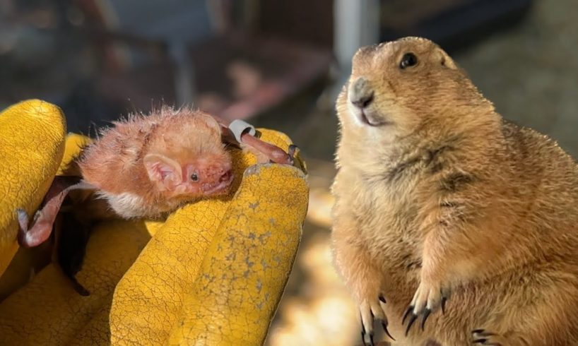 I Fed a Bat to My Prairie Dog (Big Ounce Dies)