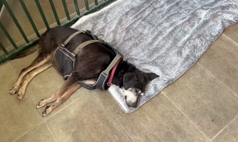 Is more than 40 c outside and the 16 y old deaf Lady is having her siesta inside a cool place