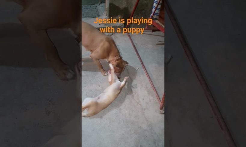 Jessie is playing with a puppy  #animals #youtube #dog