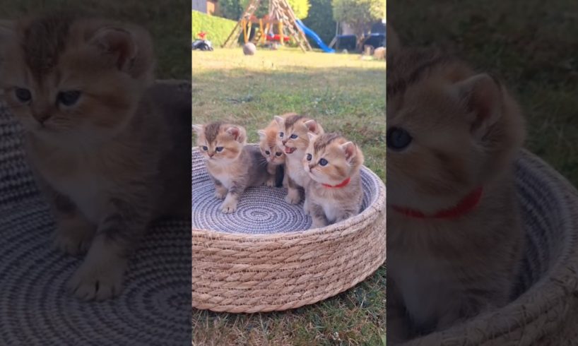 Kittens Playing 😁😁 #shorts #cat #kitten