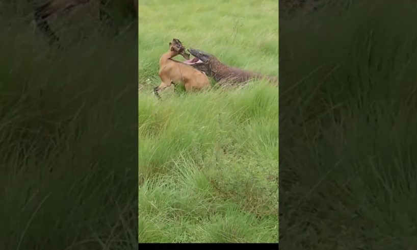 Komodo dragons and goats fight each other