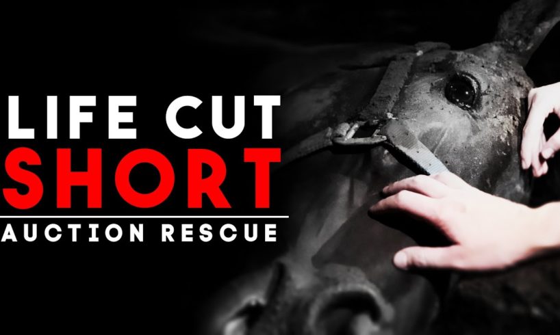 Life Cut Short - Auction Rescue | Horse Shelter Heroes S4E25