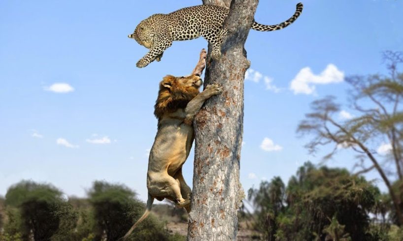 Lion vs Leopard   Most Amazing Moments Of Wild Animal Fights   Wild Discovery Animals