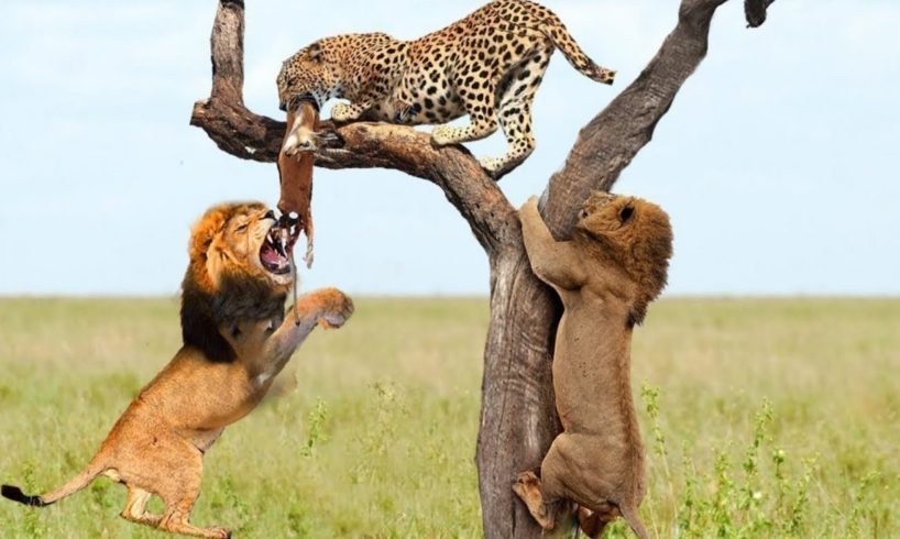 Lion vs Leopard   Most Amazing & Beautiful Moments Of Wild Animal Fights