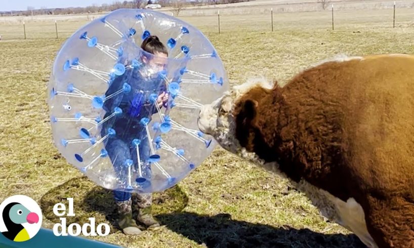 Mamá hará cualquier cosa para hacer feliz a su toro 🐂 | El Dodo