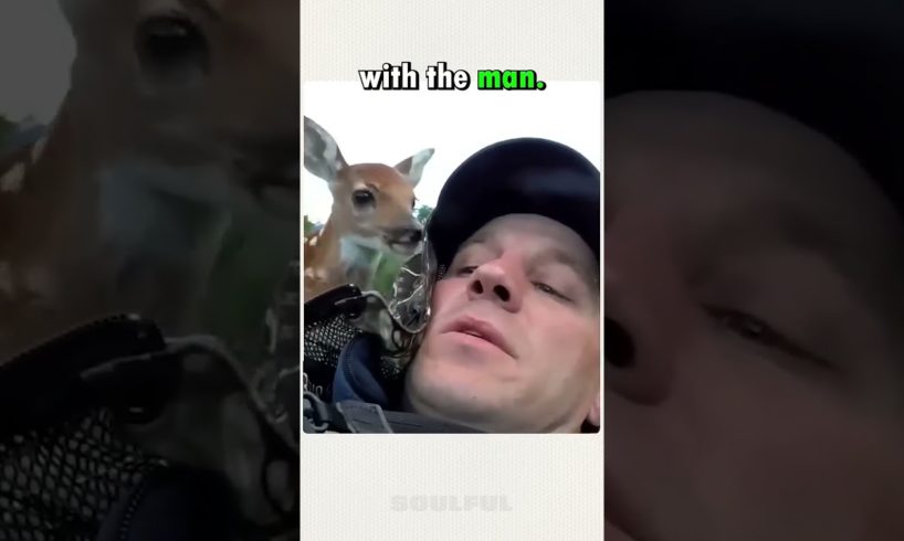 Man Rescues Injured Baby Fawn Deer Becomes Family Member for Life How Cute Awe