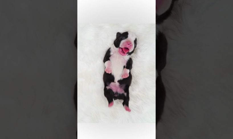 Newborn puppy crying. Cutest puppy ever. Seriously! #shorts #puppy #cute #adorable #puppyvideos #dog