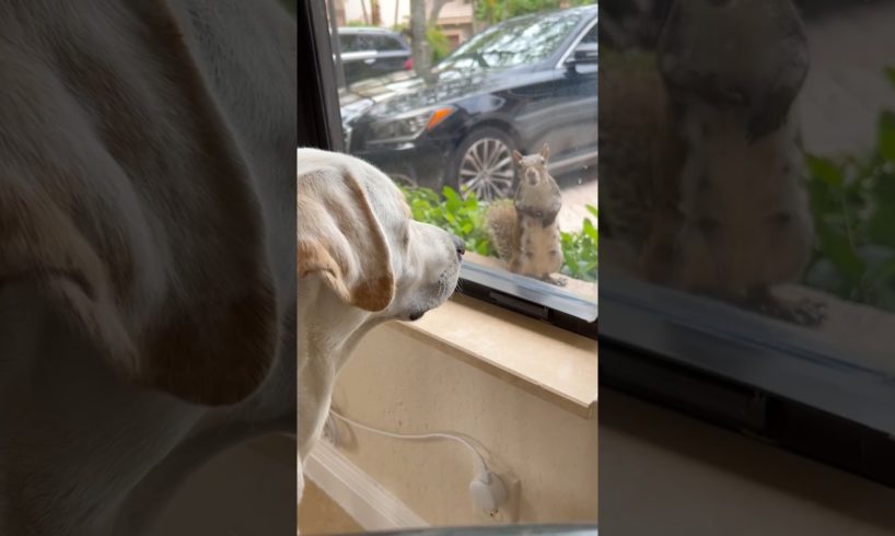 POV: Your Dog Has A Secret Admirer 🐿️ l The Dodo