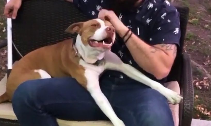 Pit Bull Takes Over a Couple’s Truck and Makes Them Adopt Him