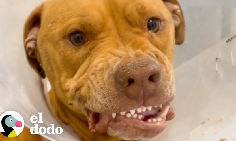 Pitbull asustada y gruñona se transforma en la más amorosa | ¡Adóptame! | El Dodo