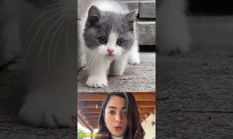 Pooja Hegde reacting a beautiful moments of puppies and kitten 🐾😻 #97 #cute #animals #shorts #kitten