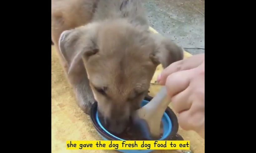 Poor puppy was looking for food in the dumpster - Animal Rescue