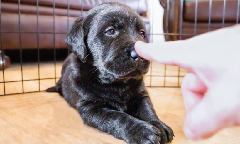 Puppies get BOOPED for the First Time!!