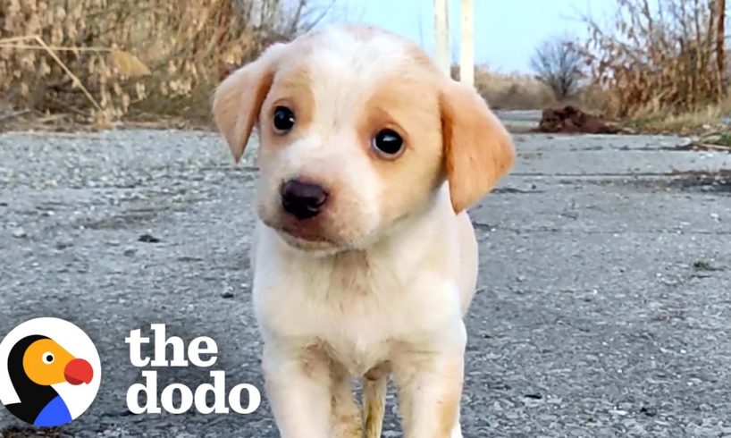 Puppy Found With Garbage Wouldn't Stop Shaking | The Dodo