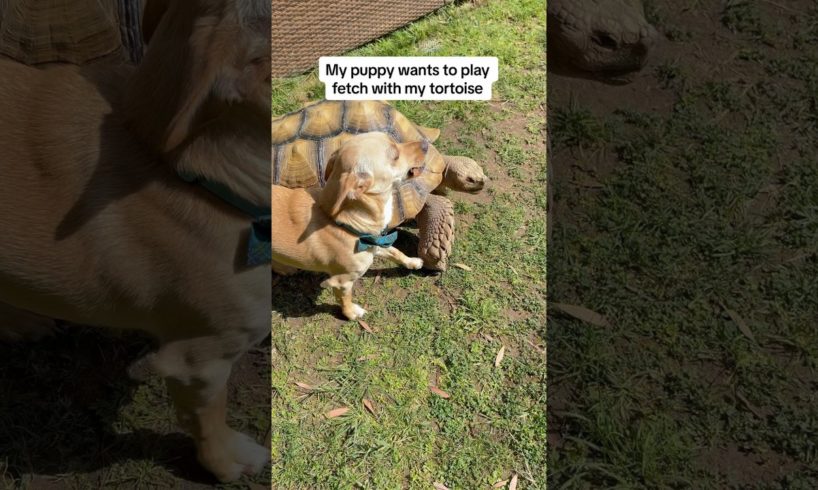 Puppy wants to play with tortoise  #puppy #tortoise #turtle #pets #dog #animals #cuteness #lovepets