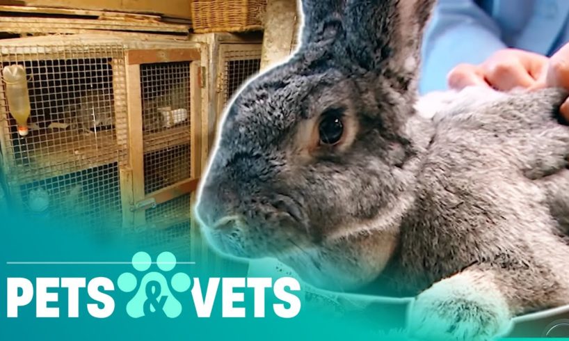 RSPCA Go After Hoarder Who Has 40 Rabbits Living In Awful Conditions | Animal Rescue | Pets & Vets