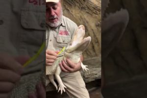 Rare Albino Alligator Loves Her Scrubs 🐊 #shorts #animals #reptile #giant #dinosaur #alligator