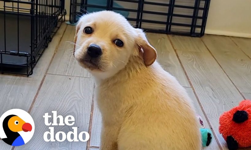 Rescue Puppy Owns Her Foster Mom | The Dodo