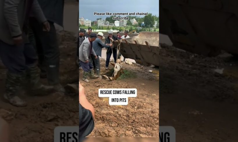 Rescue cows falling into pits#pet#foryou#Fyp#lol#viral#animals#petofikok#funnyvideos2020