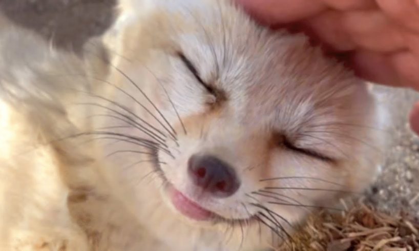 Rescue fox giggles when she sees her favorite human