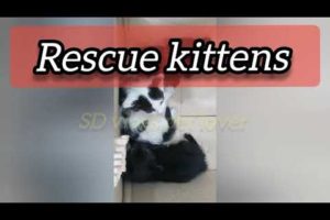 Rescue kittens