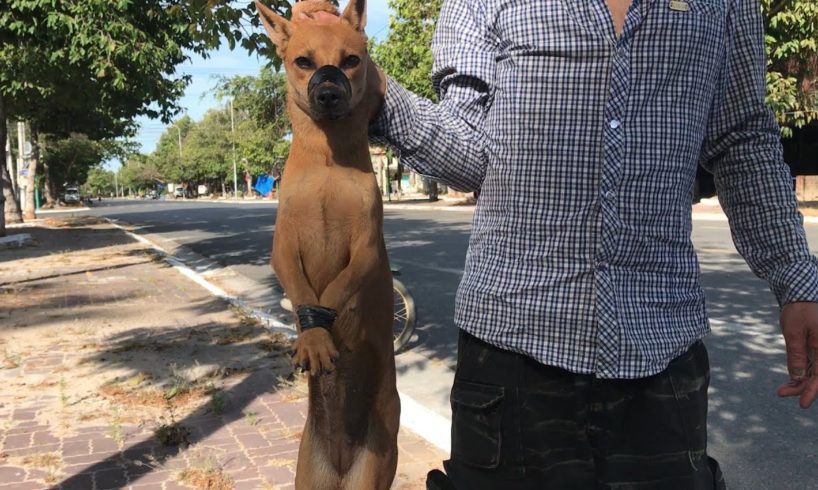 Rescue the dog tied on the motorbike from the evil man who was on his way to the slaughterhouse